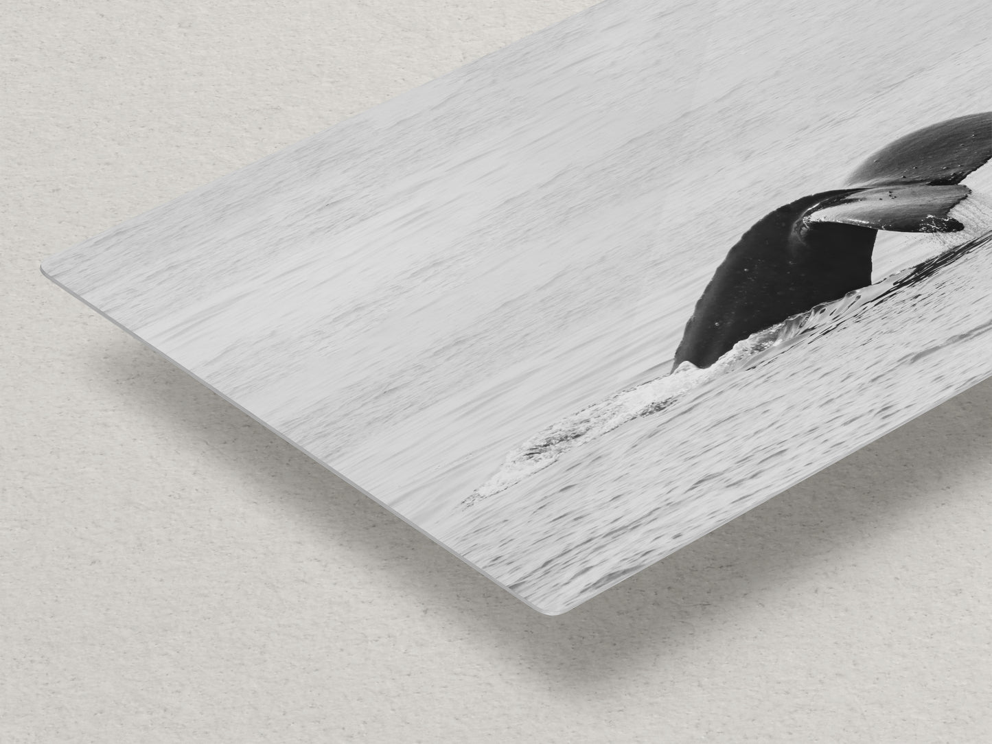 Humpback Whale Marine Mammal Wildlife Photography, Black and White, Monterey Bay Ocean Scene Art Print for Nature Lovers and Marine Conservation Decor