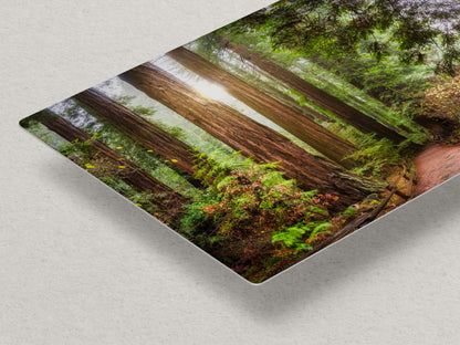 Redwood Trees Forest Picture Nature Photo, Forest Bathing in Muir Woods Wall Art for House Decor Gifts for Tree & Nature Lovers