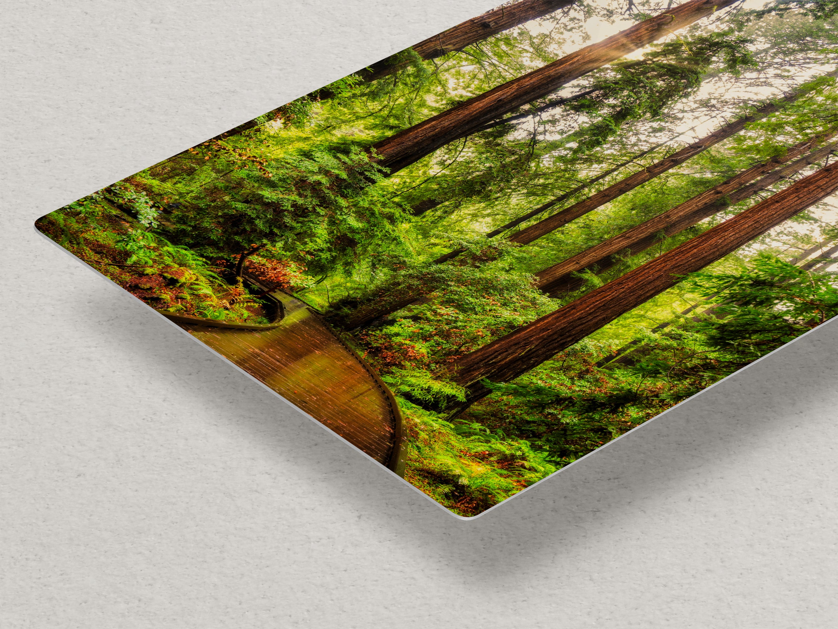 Redwood Trees Forest Picture Nature Photo, Forest Bathing House Decor