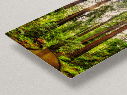 Redwood Trees Forest Picture Nature Photo, Forest Bathing House Decor, Relaxing Wall Art for Meditation, Home and Office