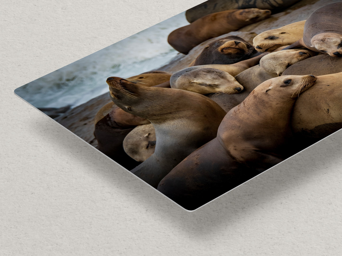 California Sea Lion Marine Mammal Wildlife Photography, Ocean Animals Wall Art, Nature Lover Gift, Marine Biology Artwork