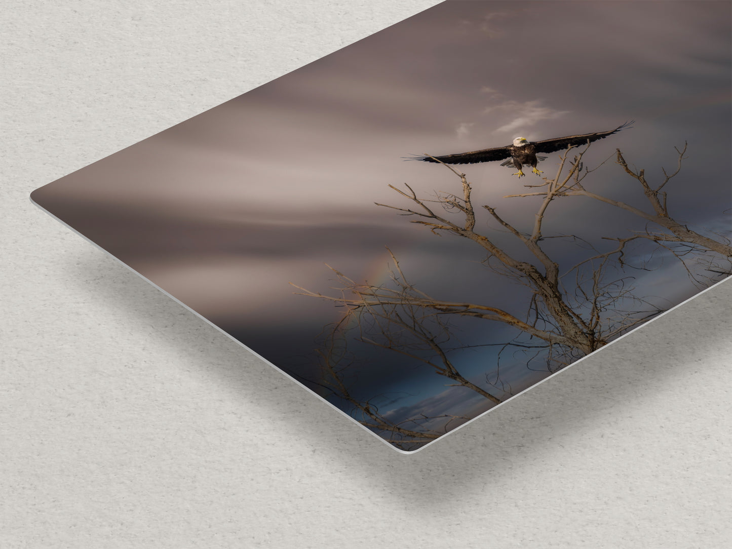 Soaring Bald Eagle Picture Wildlife Photography Wall Art, Nature Photo, Bird Photography, Rustic Cabin Decor, Office or Dorm Room Wall Decor