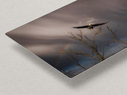 Soaring Bald Eagle Picture Wildlife Photography Wall Art, Nature Photo, Bird Photography, Rustic Cabin Decor, Office or Dorm Room Wall Decor