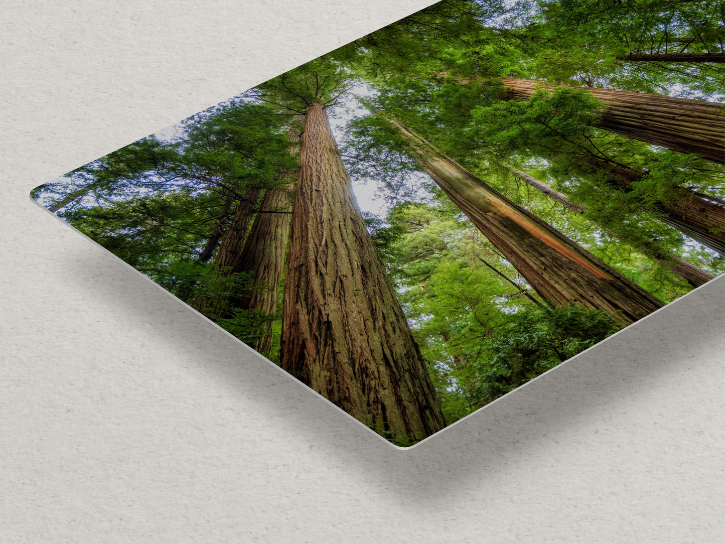 Redwood Trees Forest Picture Nature Photo | Forest Bathing Relaxation Decor for Meditation, House, and Office