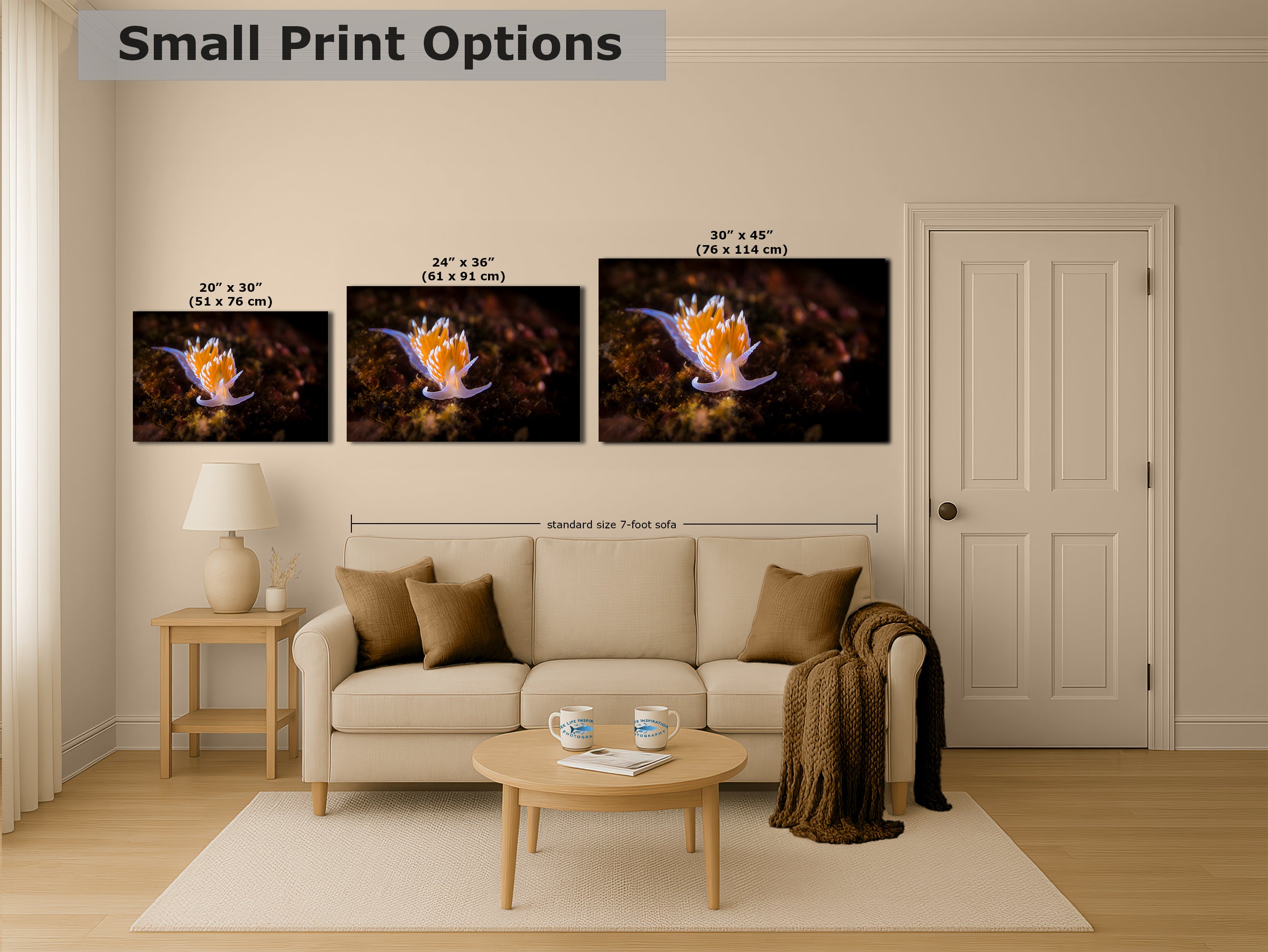 Hermissenda Opalescent Nudibranch Ocean Life Underwater Scenery Marine Biology Nature Photo