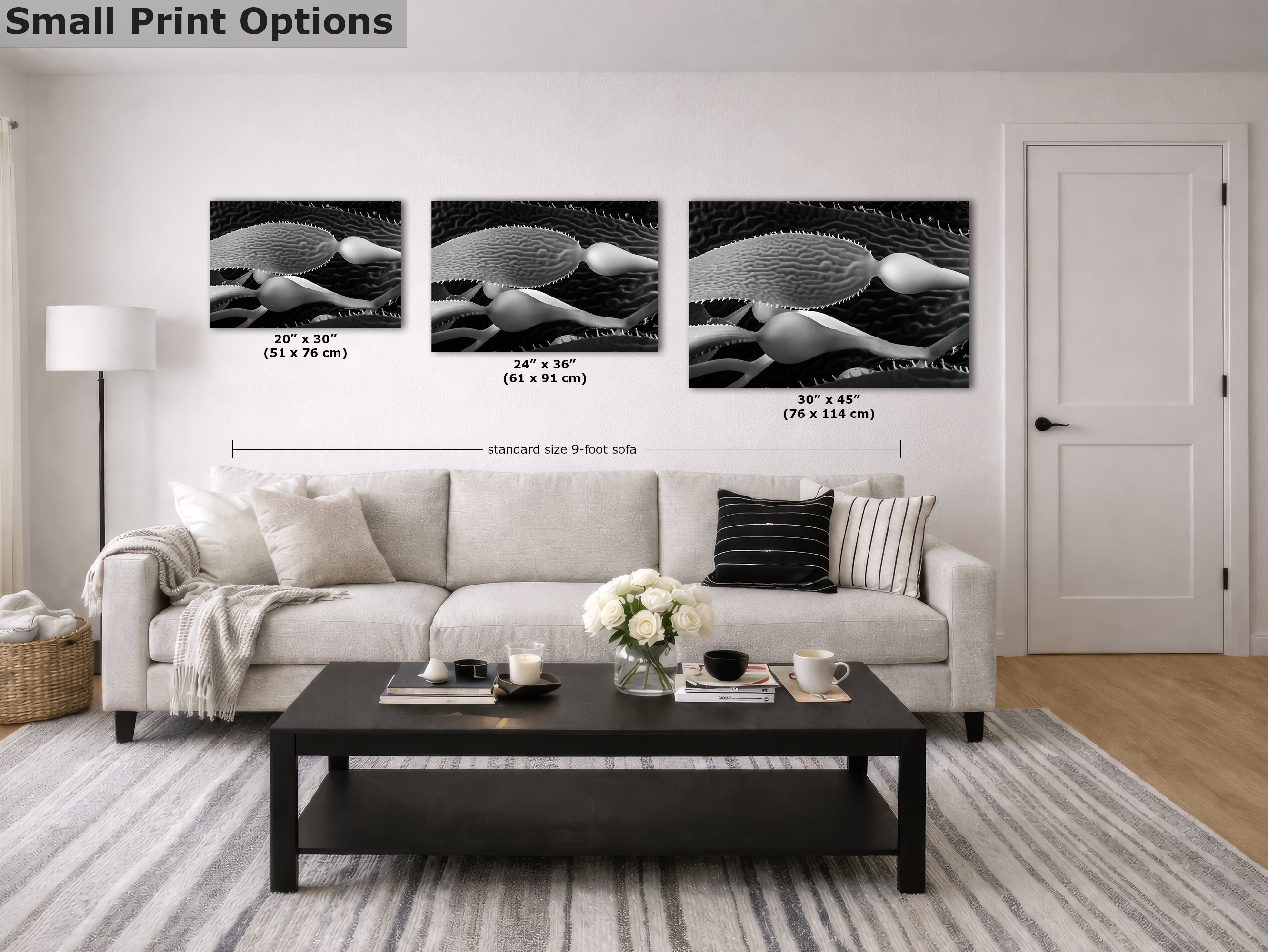 Limited Edition Fine Art Photography, California Giant Kelp Nature Photo, Clarity