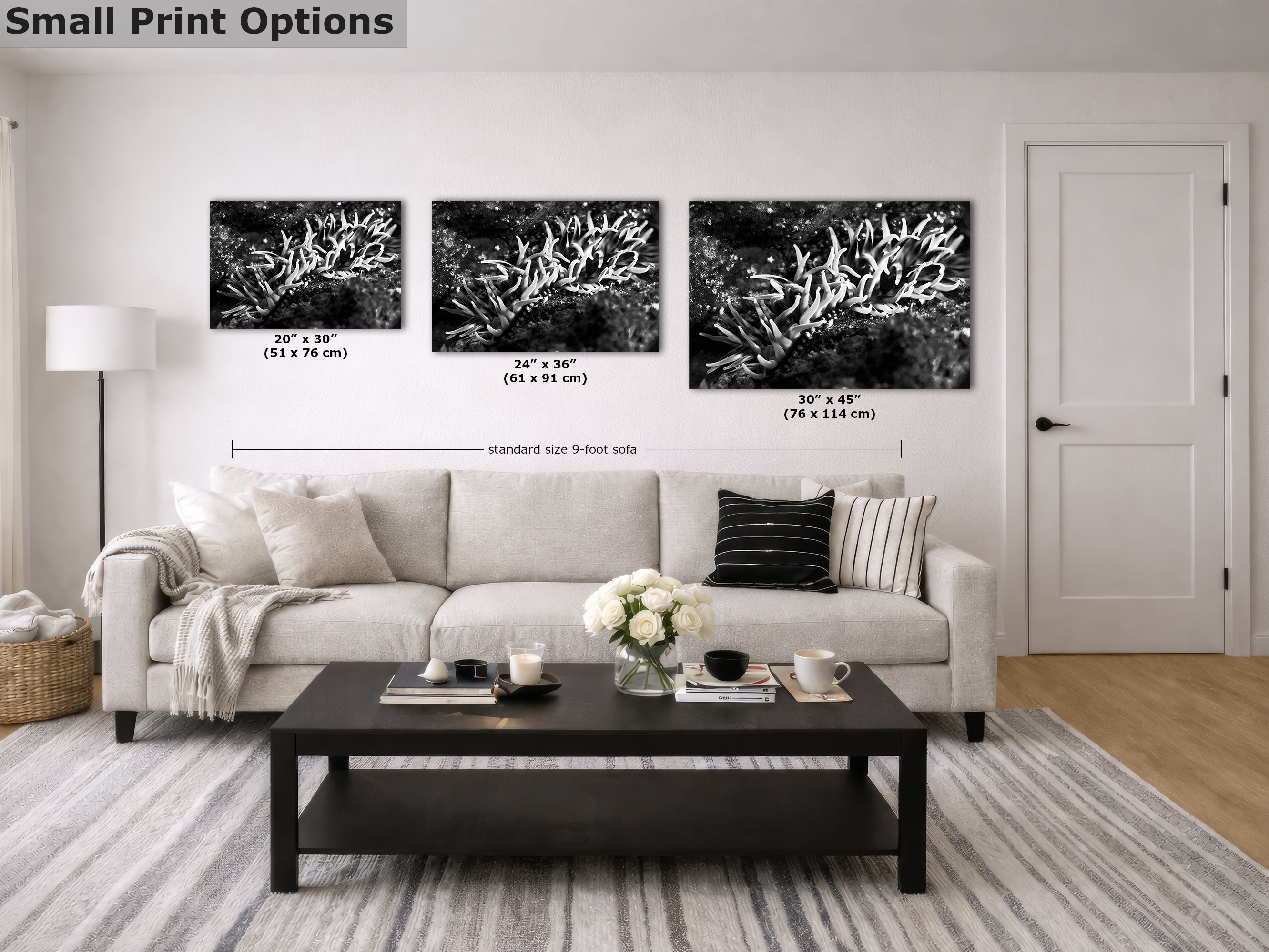 Sea Anemone Picture Ocean Life Underwater Scenery Nature Photo, Marine Biology Decor, Black and White Coral Reef Art for Marine Enthusiasts