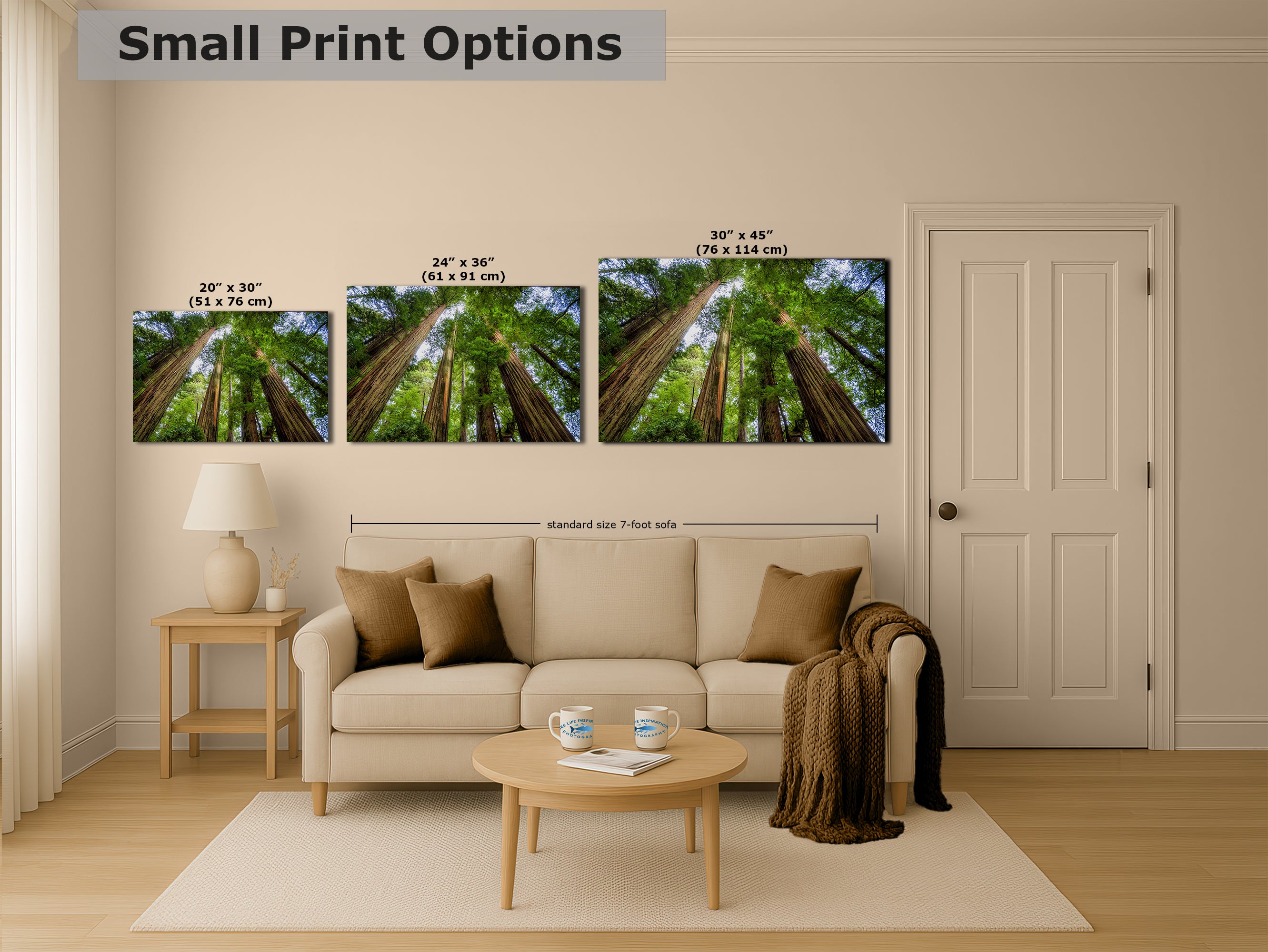 Redwood Trees Forest Picture Nature Photo