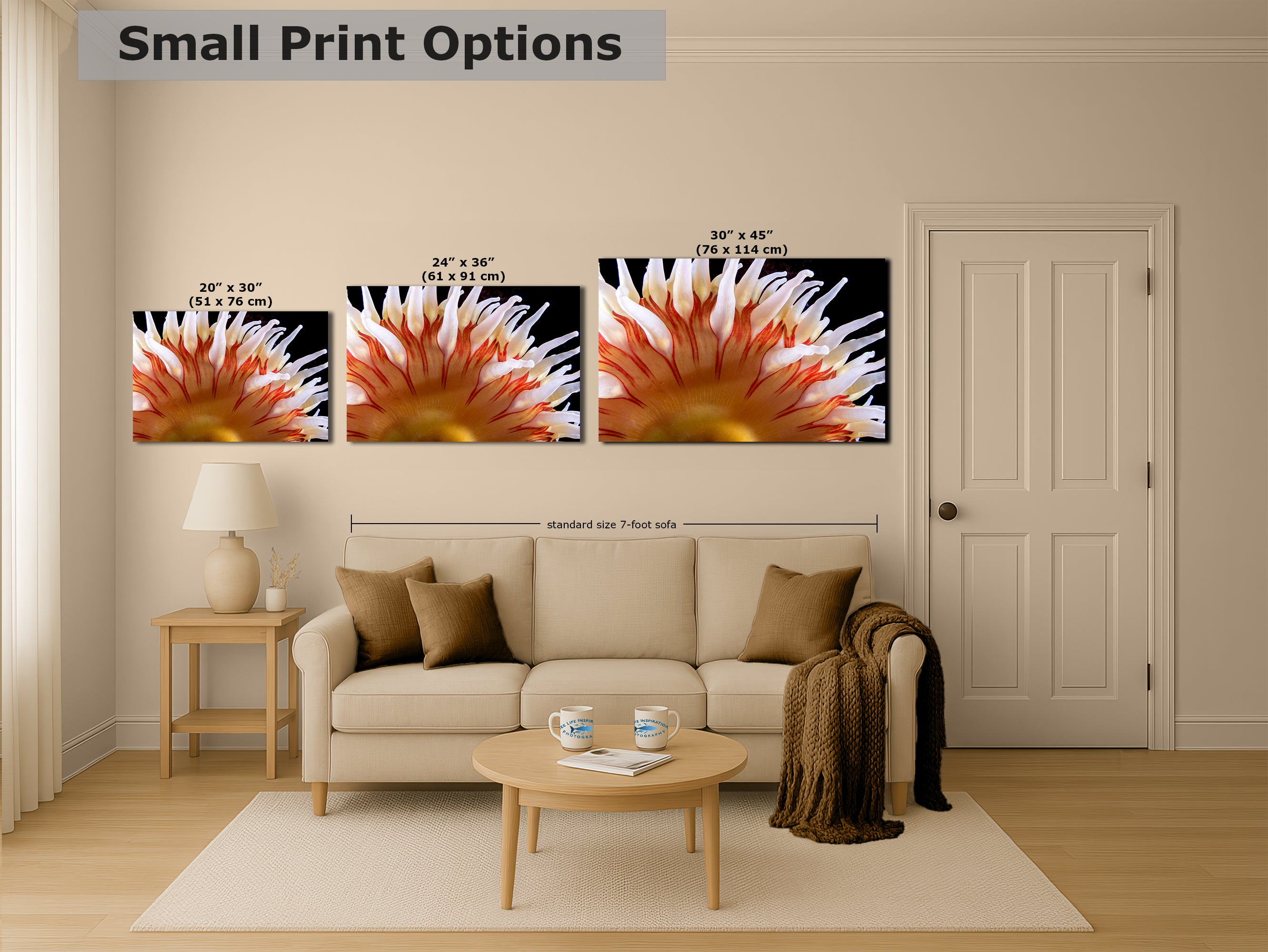 Sea Anemone Picture Ocean Life Underwater Scenery Nature Photo, Marine Biology Coral Reef Art