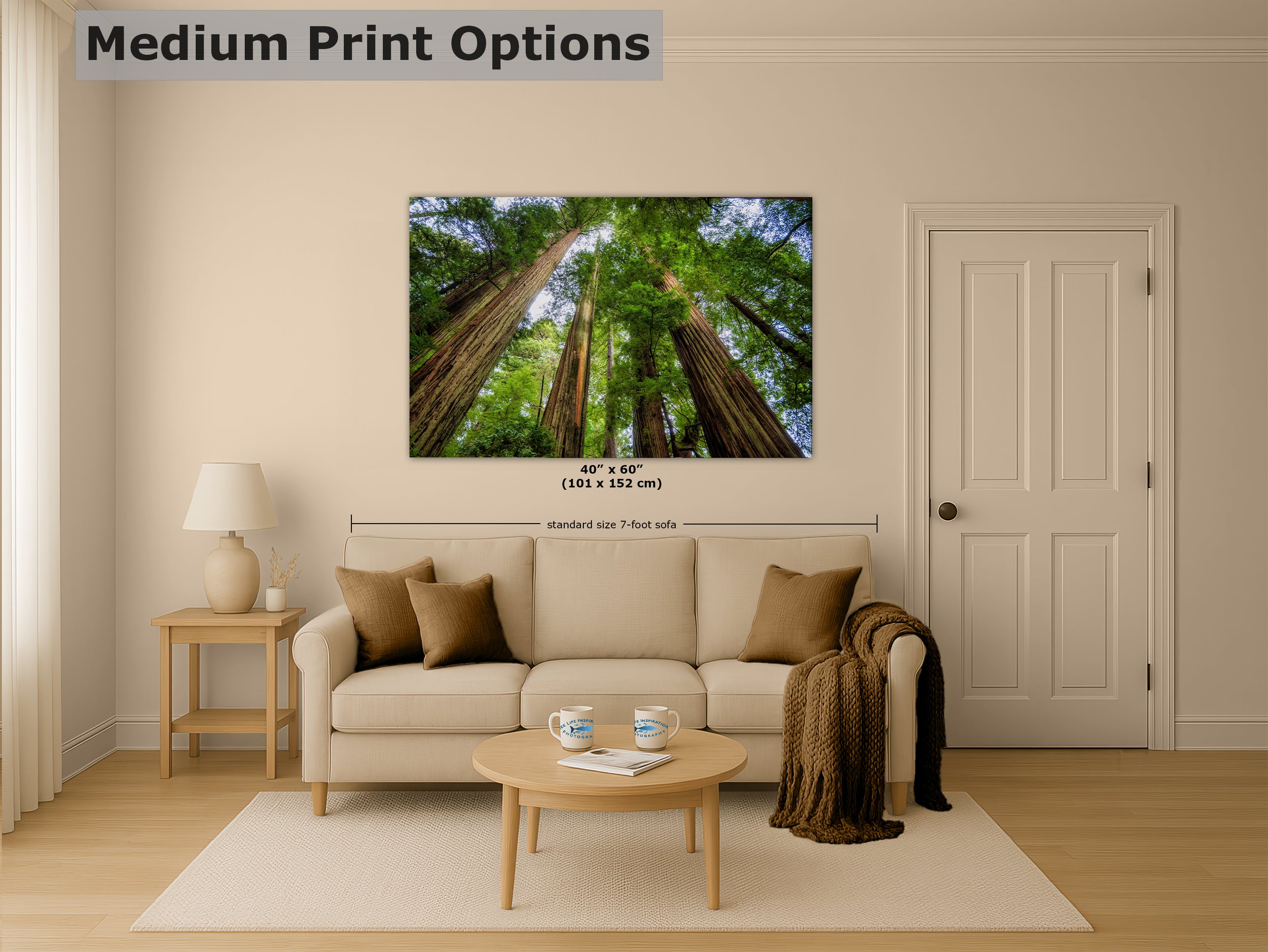 Redwood Trees Forest Picture Nature Photo