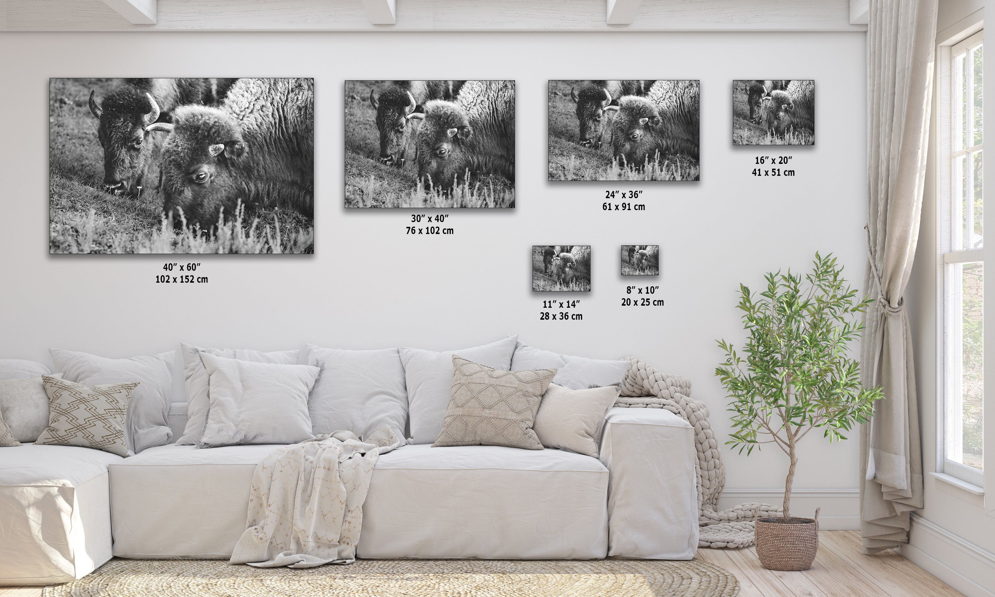 Grazing Buffalo Artwork Wildlife Photography, Black and White Bison Wall Decor, Rustic Cabin Animal Print, Nature Wall Art for Home or Office