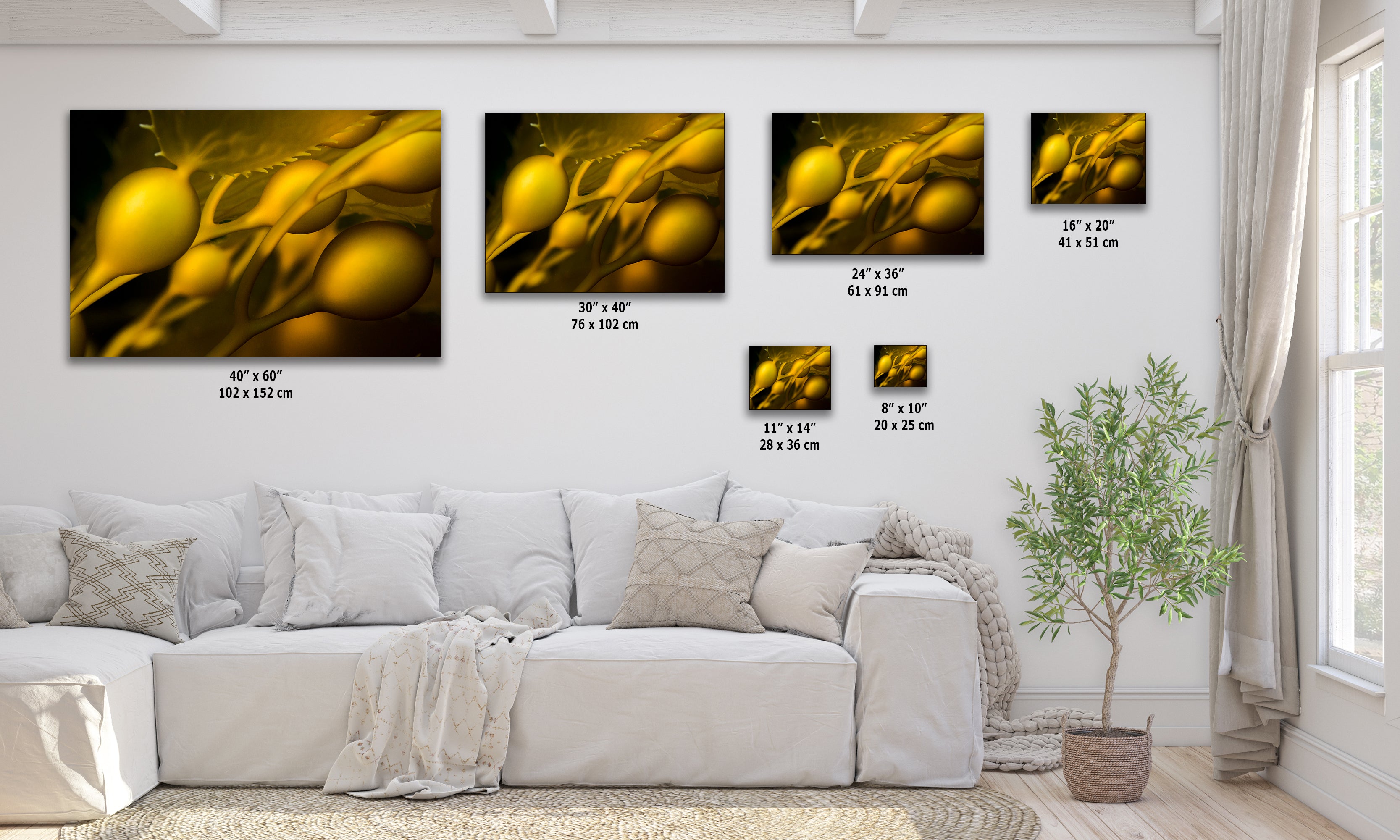 Kelp Forest Seaweed Pictures Underwater Scenery, Ocean Life Marine Biology Nature Photo Relaxation Artwork Decor for Office Dorm Room Decor