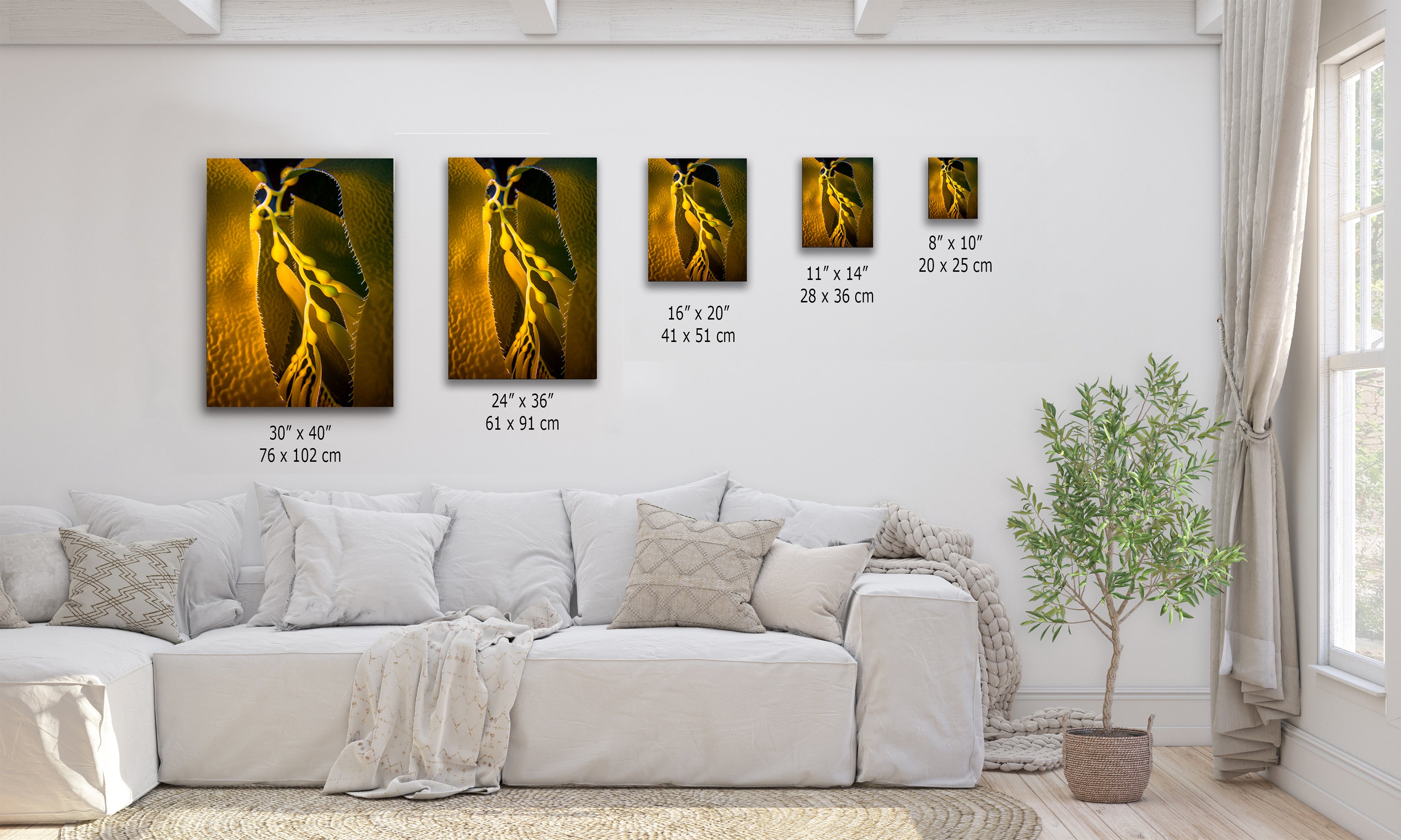 Kelp Forest Seaweed Pictures Underwater Scenery, Ocean Life Marine Life Decor, Nature Photo, Under the Sea Wall Art, Marine Biology Gift
