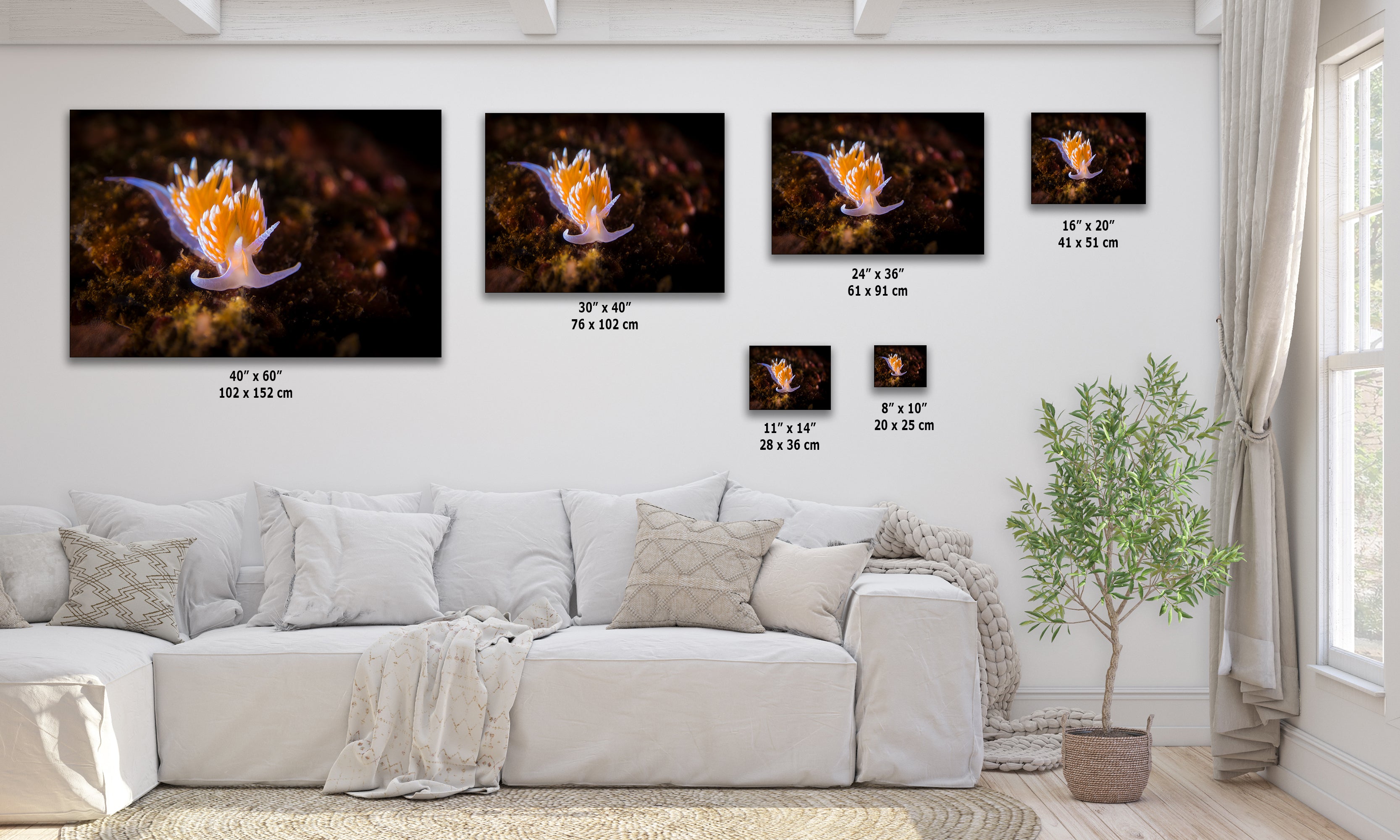 Hermissenda Opalescent Nudibranch Ocean Life Underwater Scenery Marine Biology Nature Photo