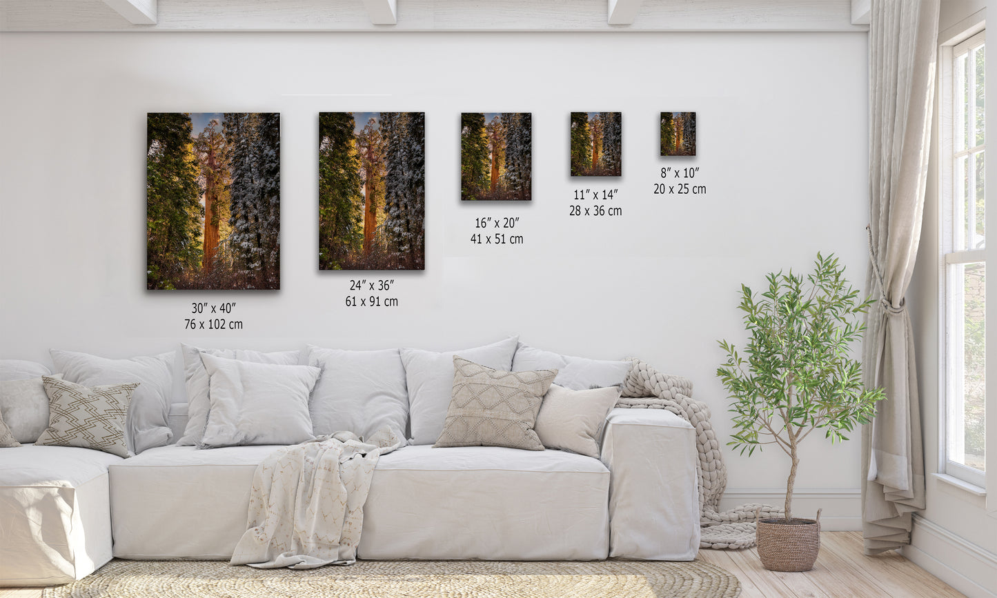 Giant Sequoia Tree Forest Picture Nature Photo, Redwood Tree Wall Art, Forest Bathing Decor, Bohemian Style Relaxation Artwork