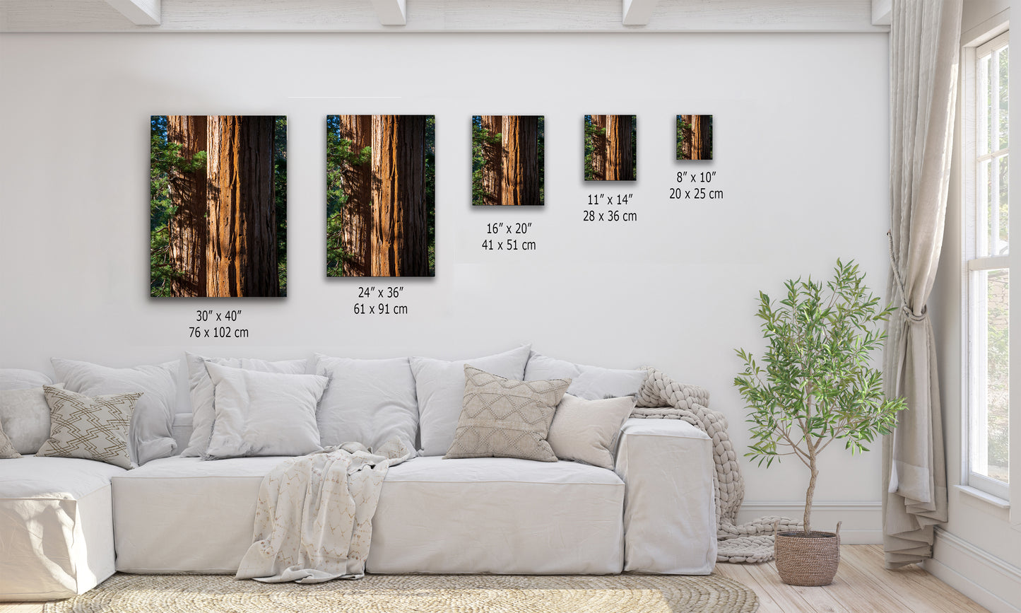 Giant Sequoia Tree Forest Picture Nature Photo, Redwood Trees Wall Art, Forest Bathing National Park Poster, Relaxation Decor