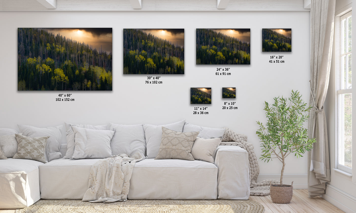 Aspen Tree Forest Picture Nature Photo, Forest Bathing Relaxation Artwork Dopamine Decor for Meditation, Bedroom, Living Room, and Office