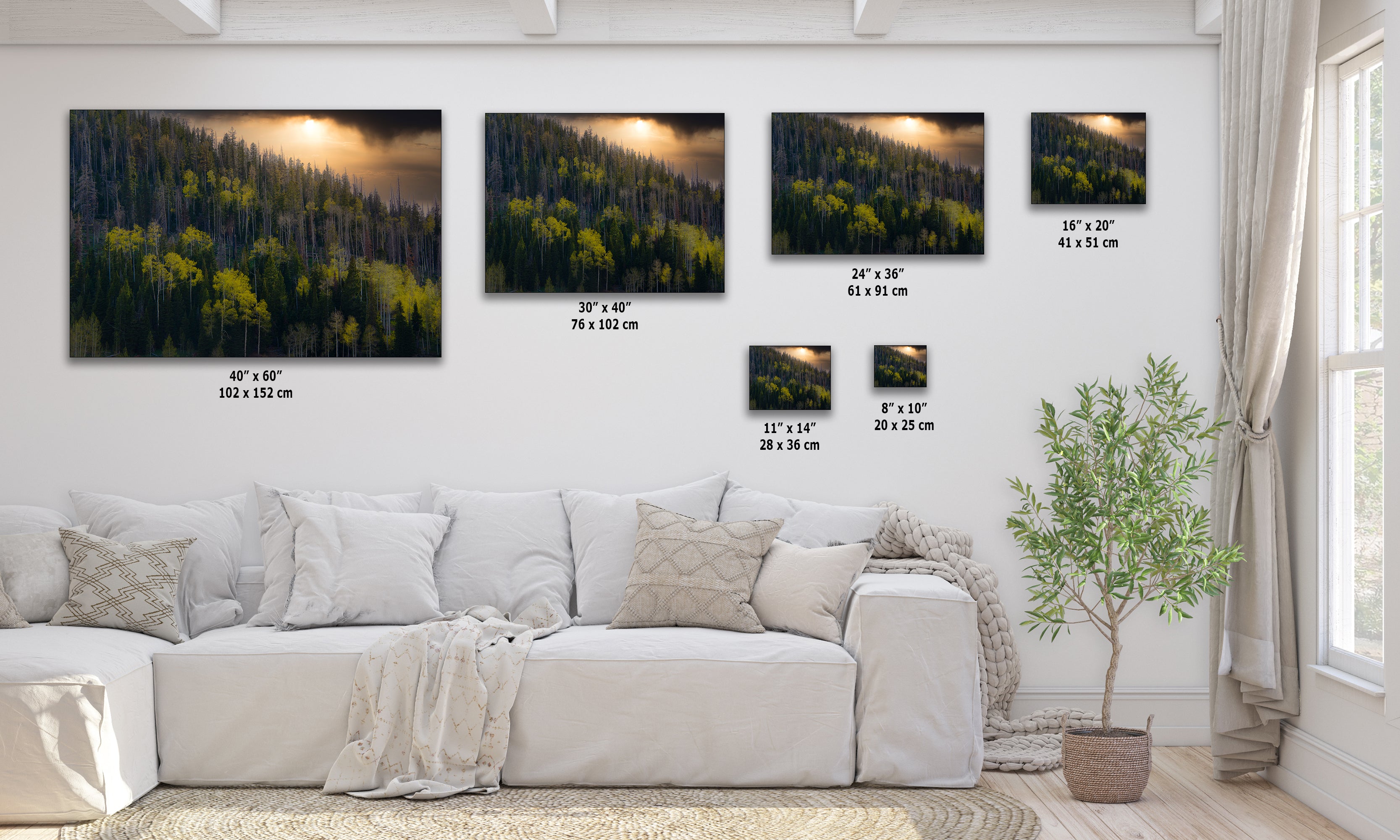 Aspen Tree Forest Picture Nature Photo, Forest Bathing Relaxation Artwork Dopamine Decor for Meditation, Bedroom, Living Room, and Office