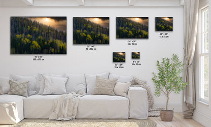 Aspen Tree Forest Picture Nature Photo, Forest Bathing Relaxation Artwork Dopamine Decor for Meditation, Bedroom, Living Room, and Office