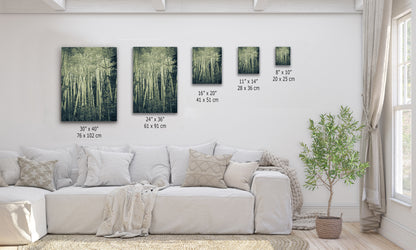 Aspen Tree Forest Picture Nature Photo, Forest Bathing Relaxation Artwork, Rustic Wall Art for Bedroom, Office, & House Decor