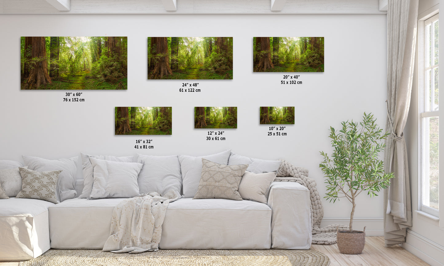 Redwood Tree Wall Art - Panoramic Forest Picture Nature Photo
