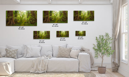 Redwood Tree Wall Art - Panoramic Forest Picture Nature Photo