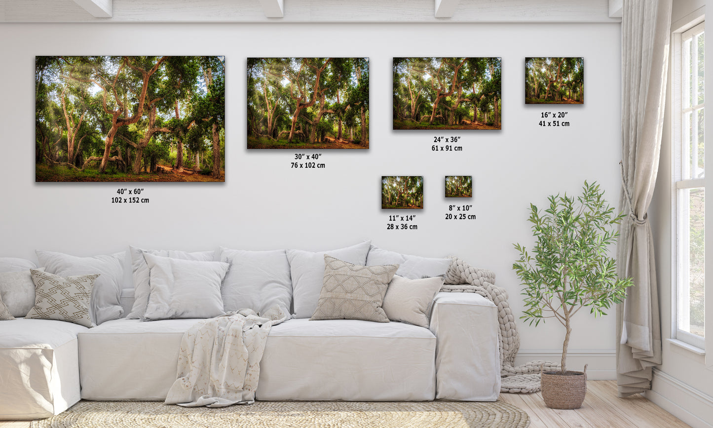Coast Live Oak Forest Picture Nature Photo House Decor, Forest Bathing for Meditation, Relaxation, Dorm Room Decor