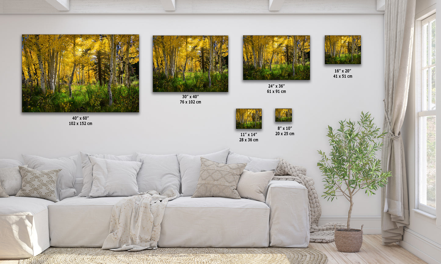 Aspen Tree Forest Picture Nature Photo, Forest Bathing Relaxation Artwork, Fall Colors Autumn for Meditation, Office and House Decor