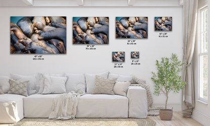 California Sea Lion Marine Mammal Wildlife Photography Wall Art - Ocean Animals Nursery Decor Coastal Home Artwork, Marine Biology Print