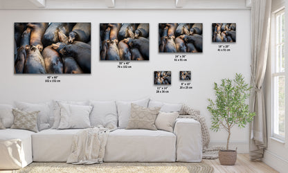 California Sea Lion Marine Mammal Wildlife Photography, Ocean Animals Nursery Decor, Relaxation Artwork for Beach-Themed Rooms