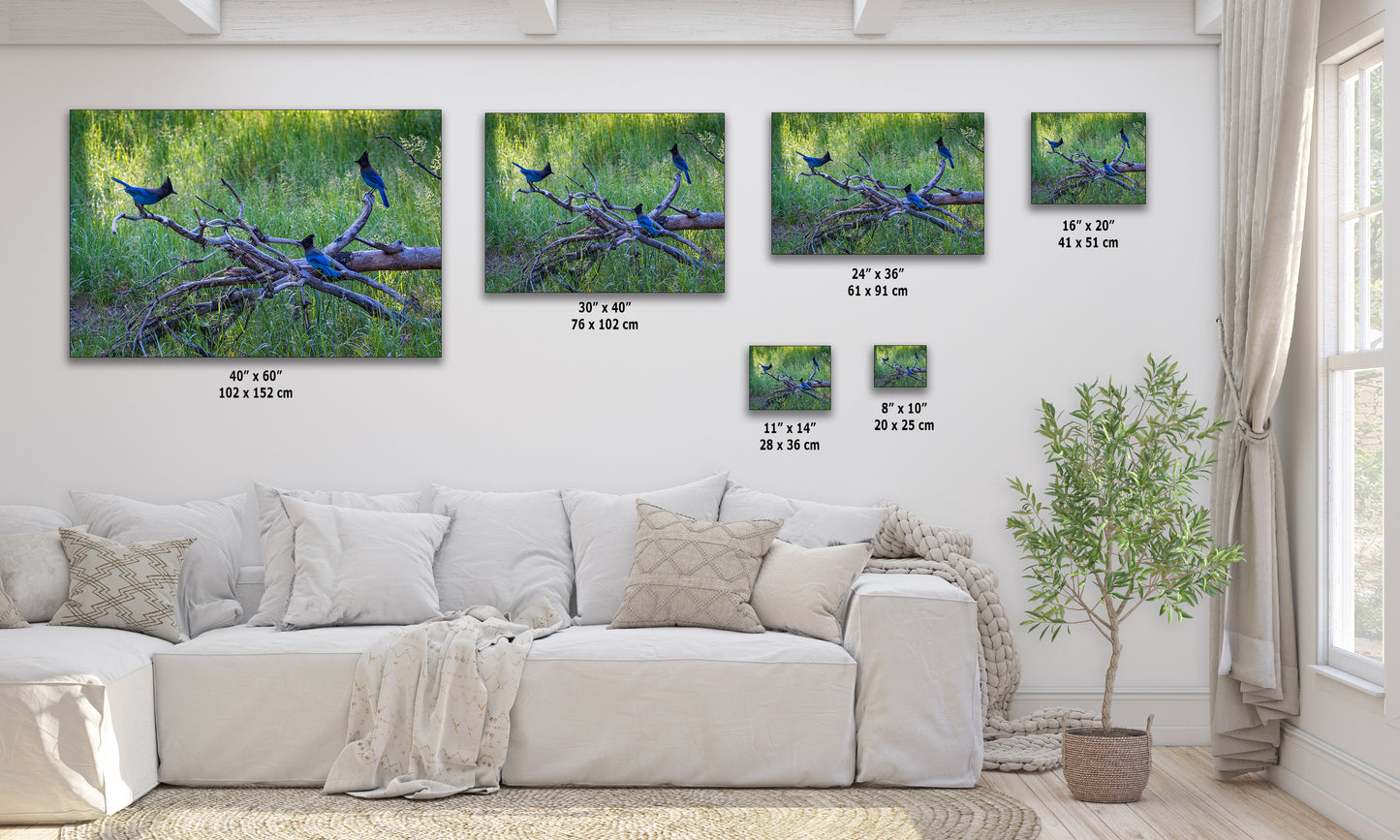 Steller Jay Wildlife Photography Print, Bird Wall Art, Nature Photography, Blue Bird Picture, Relaxing Dorm Room or Office Wall Art