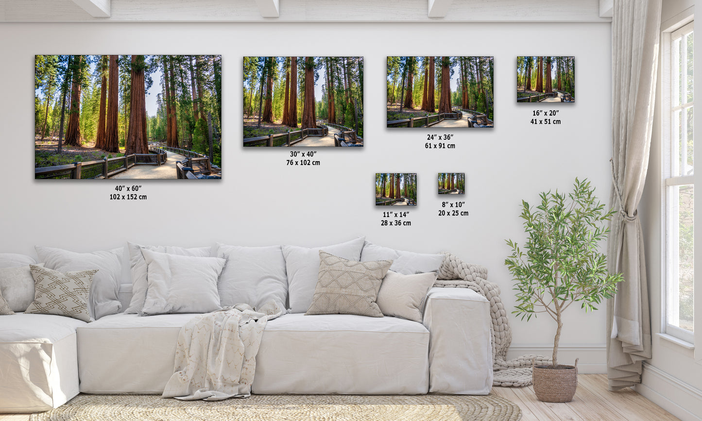 Giant Sequoia Tree Forest Picture Nature Photo | Yosemite Redwood Trees for Nature Lovers & Forest Bathing Relaxation, Meditation Artwork