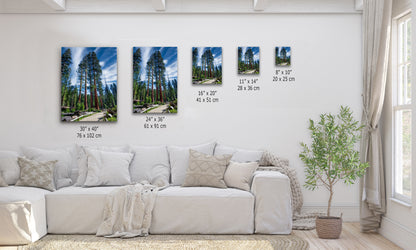 Giant Sequoia Tree Forest Picture Nature Photo, Redwood Trees Forest Bathing Decor, Relaxation Artwork for Home or Office