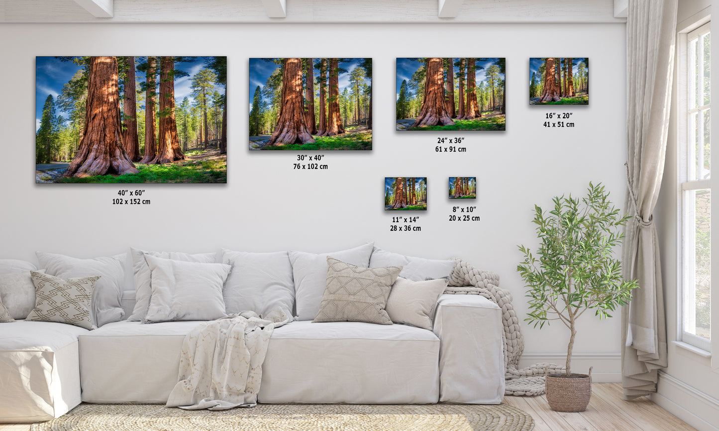 Giant Sequoia Tree Forest Picture Nature Photo, Redwood Trees Forest Bathing for Relaxation and Meditation in Living Room and Office