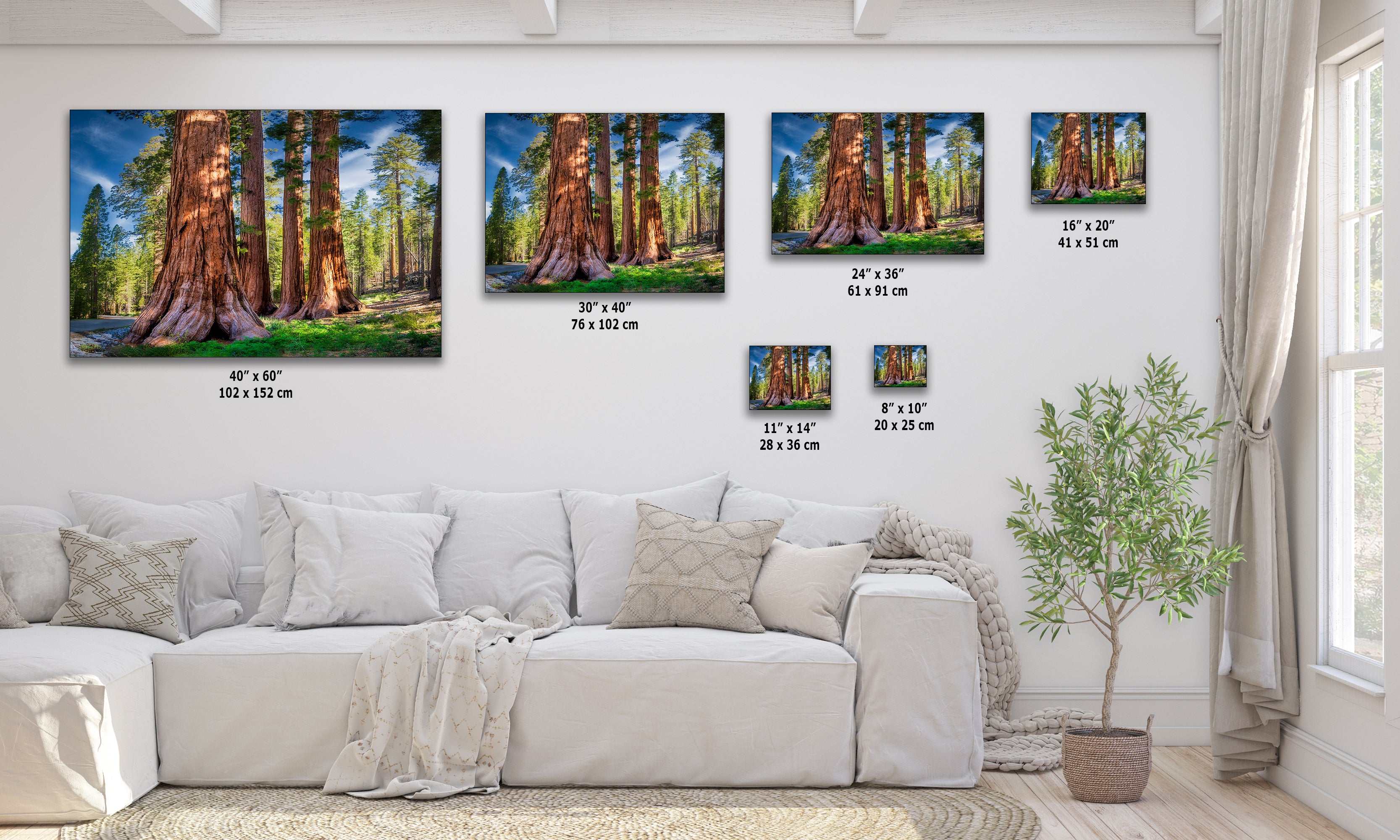 Giant Sequoia Tree Forest Picture Nature Photo, Redwood Trees Forest Bathing for Relaxation and Meditation in Living Room and Office