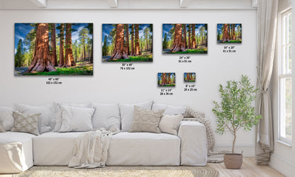 Giant Sequoia Tree Forest Picture Nature Photo, Redwood Trees Forest Bathing for Relaxation and Meditation in Living Room and Office