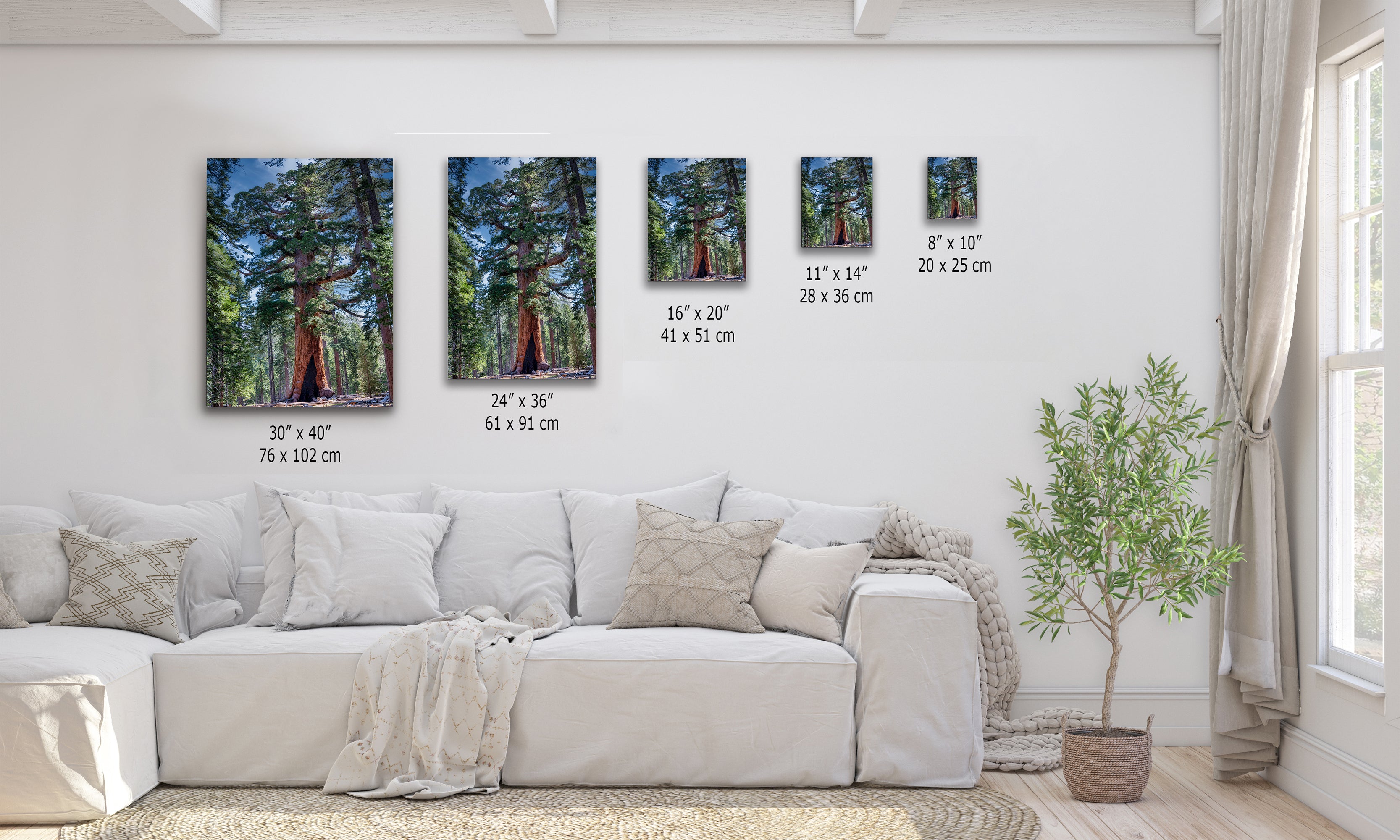 Giant Sequoia Tree Forest Picture Nature Photo, Yosemite Redwood Trees, Mariposa Grove Tree Hugger Decor, Forest Bathing for Relaxation