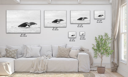 Humpback Whale Marine Mammal Wildlife Photography, Black and White, Monterey Bay Ocean Scene Art Print for Nature Lovers and Marine Conservation Decor