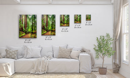 Redwood Trees Forest Picture Sunrise Nature Photo, Forest Bathing House Decor, Relaxing Wall Art for Meditation, Home and Office
