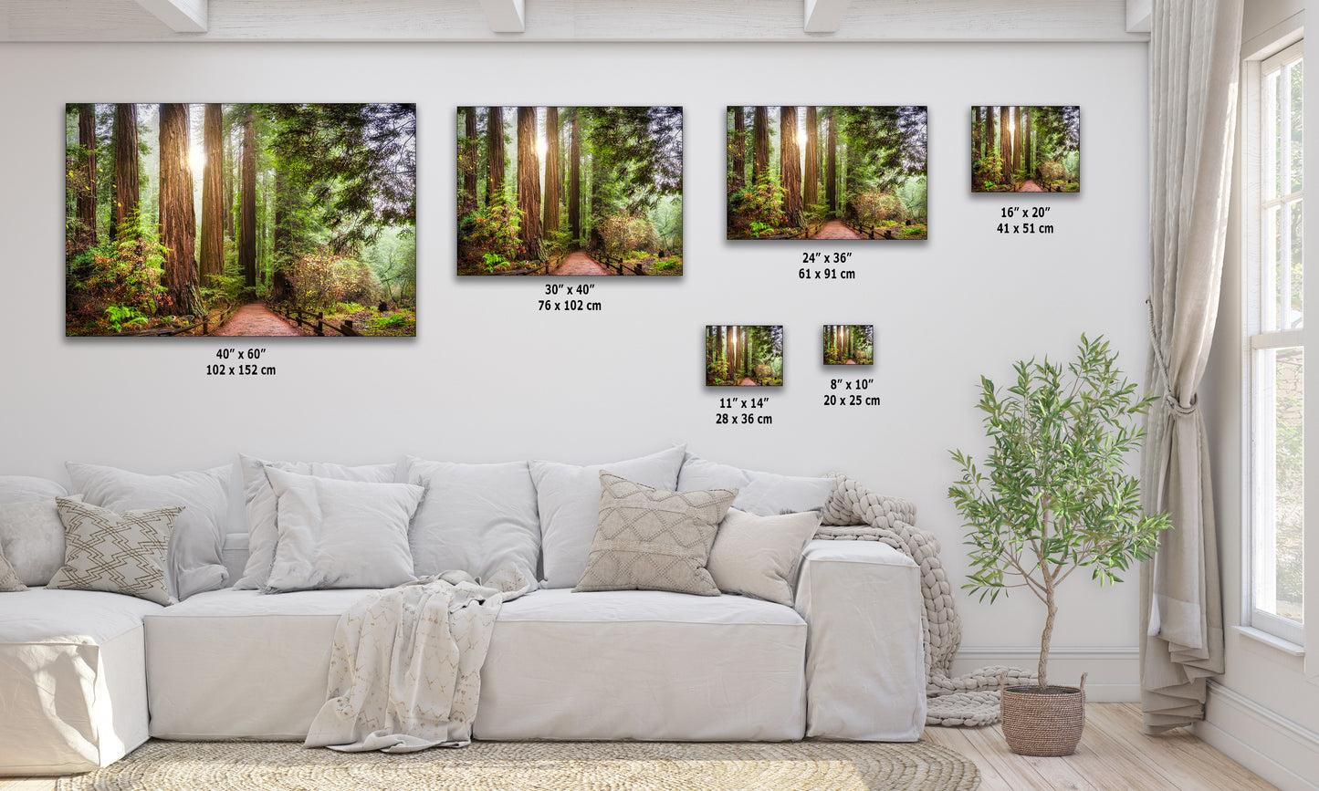 Redwood Trees Forest Picture Nature Photo, Forest Bathing in Muir Woods Wall Art for House Decor Gifts for Tree & Nature Lovers
