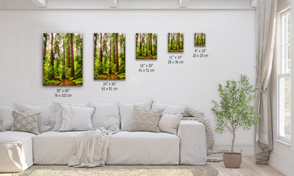 Redwood Trees Forest Picture Nature Photo, Forest Bathing House Decor, Relaxing Wall Art for Meditation, Home and Office