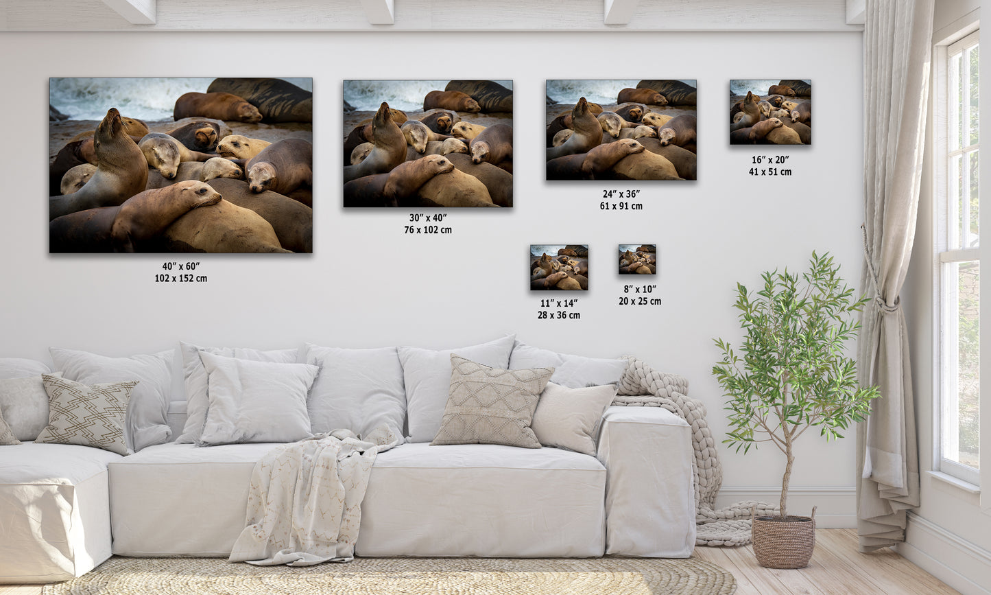 California Sea Lion Marine Mammal Wildlife Photography, Ocean Animals Wall Art, Nature Lover Gift, Marine Biology Artwork