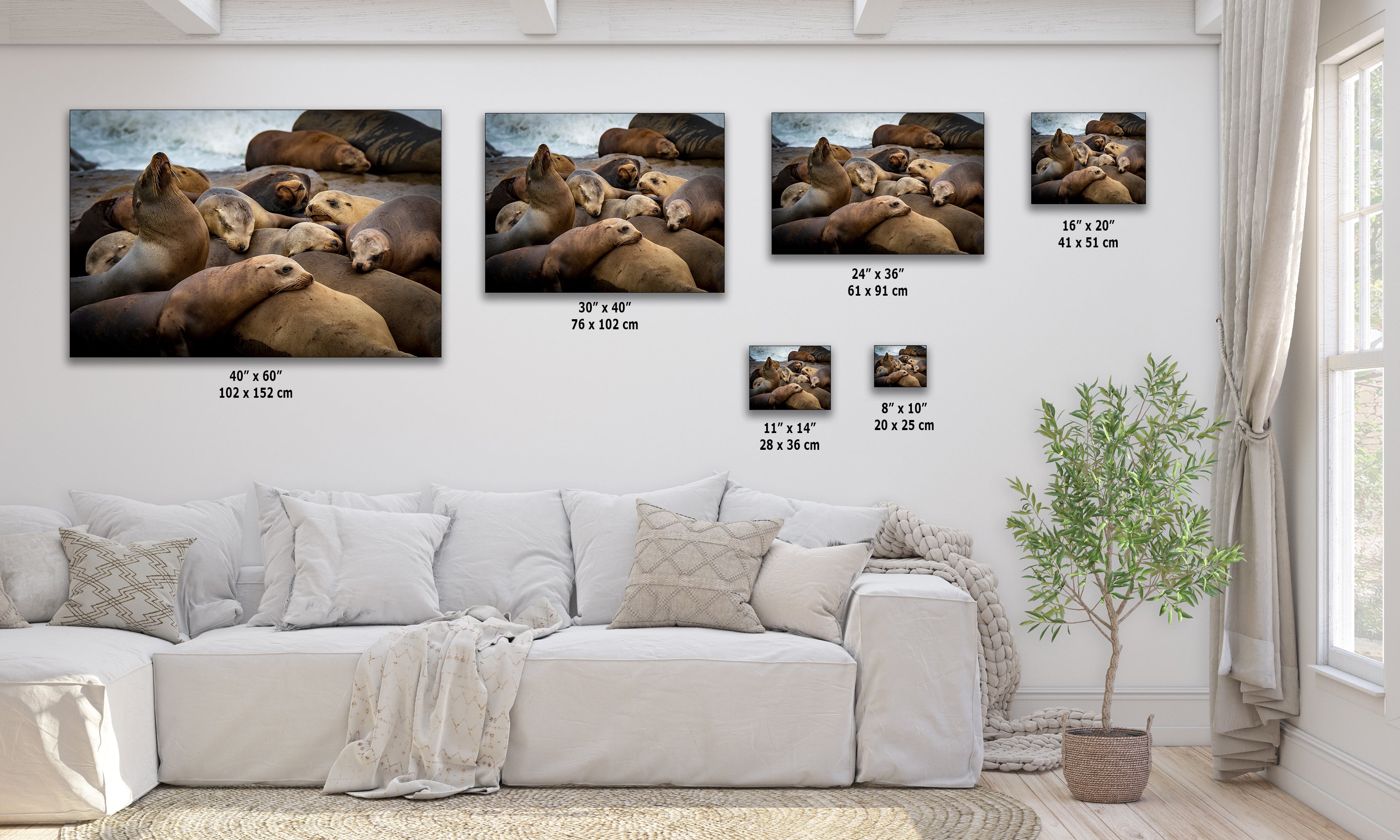 California Sea Lion Marine Mammal Wildlife Photography, Ocean Animals Wall Art, Nature Lover Gift, Marine Biology Artwork