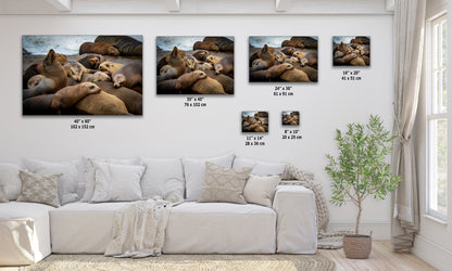 California Sea Lion Marine Mammal Wildlife Photography, Ocean Animals Wall Art, Nature Lover Gift, Marine Biology Artwork