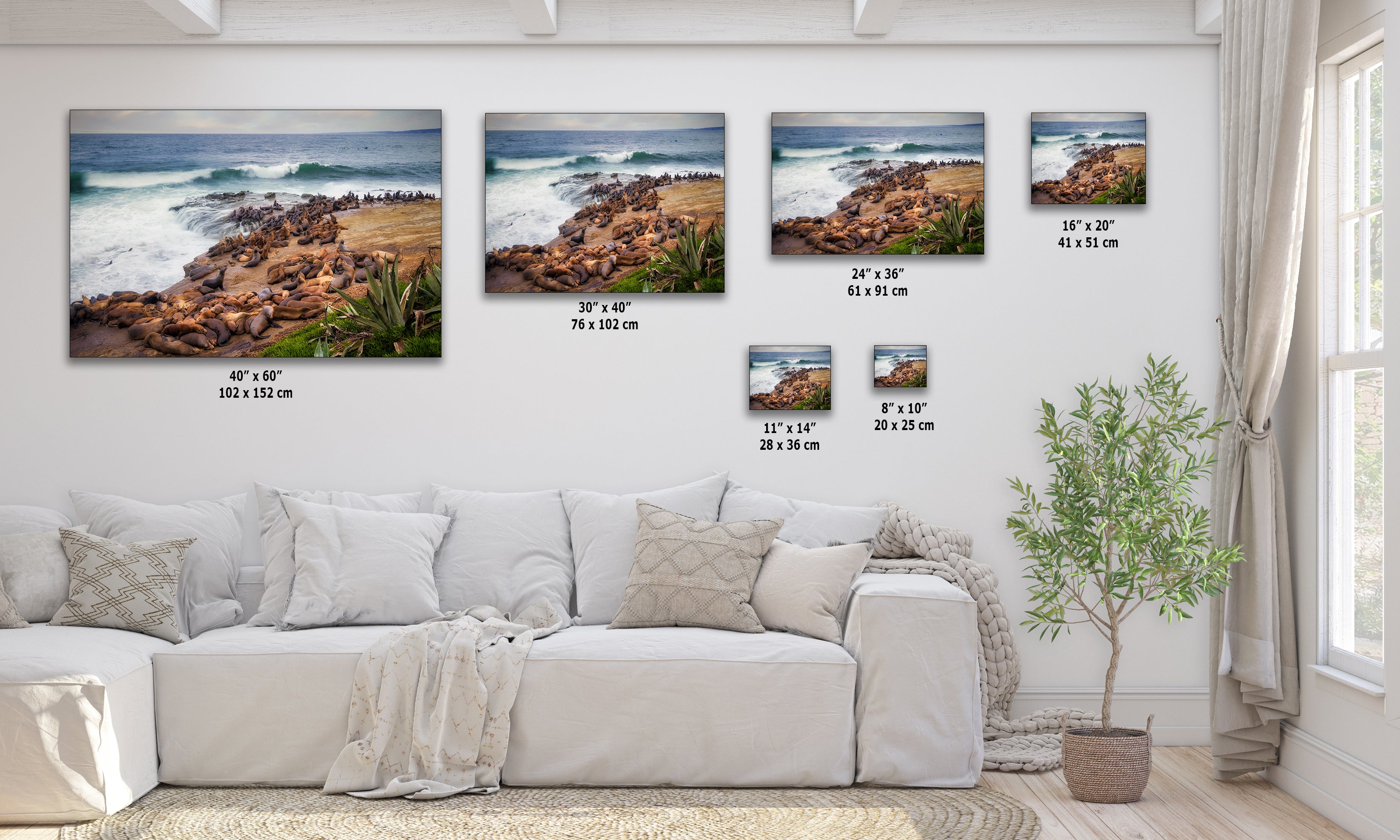 California Sea Lion Marine Mammal Wildlife Photography | Calming Nature Ocean Picture, Relaxation Artwork, La Jolla Coast, Nature Photo