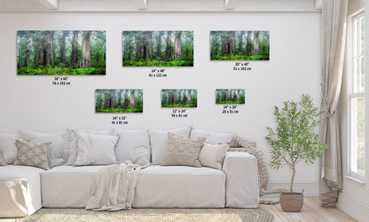 Redwood Trees Forest Picture Nature Photo, Forest Bathing in Misty California Redwoods Wall Art, for Relaxation in the Home and Office