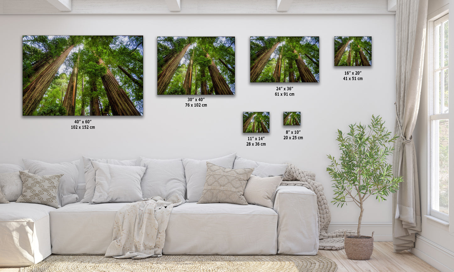 Redwood Trees Forest Picture Nature Photo | Forest Bathing Relaxation Decor for Meditation, House, and Office