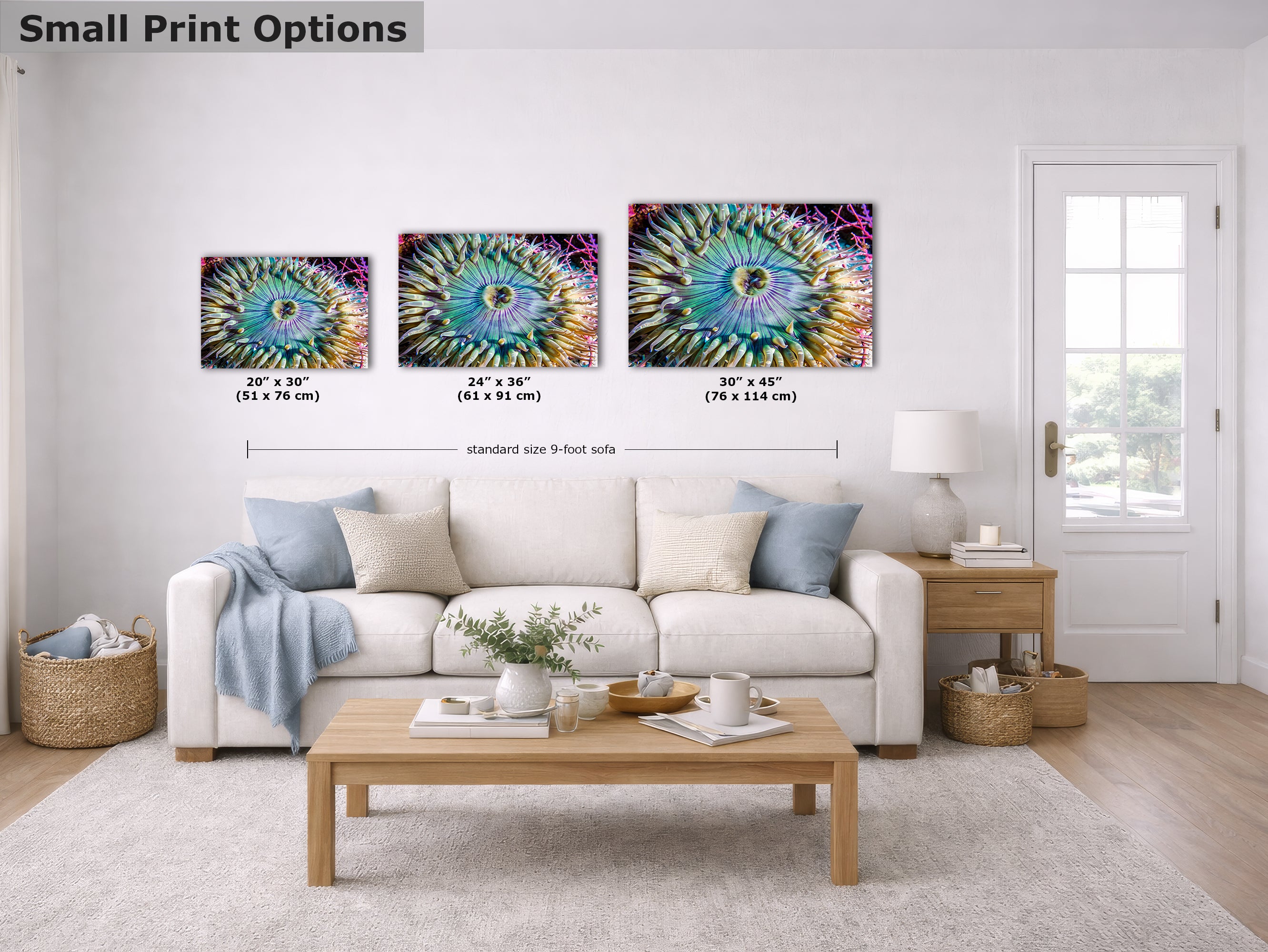 Ocean Life Limited Edition Fine Art Print Underwater Sea Anemone Photo