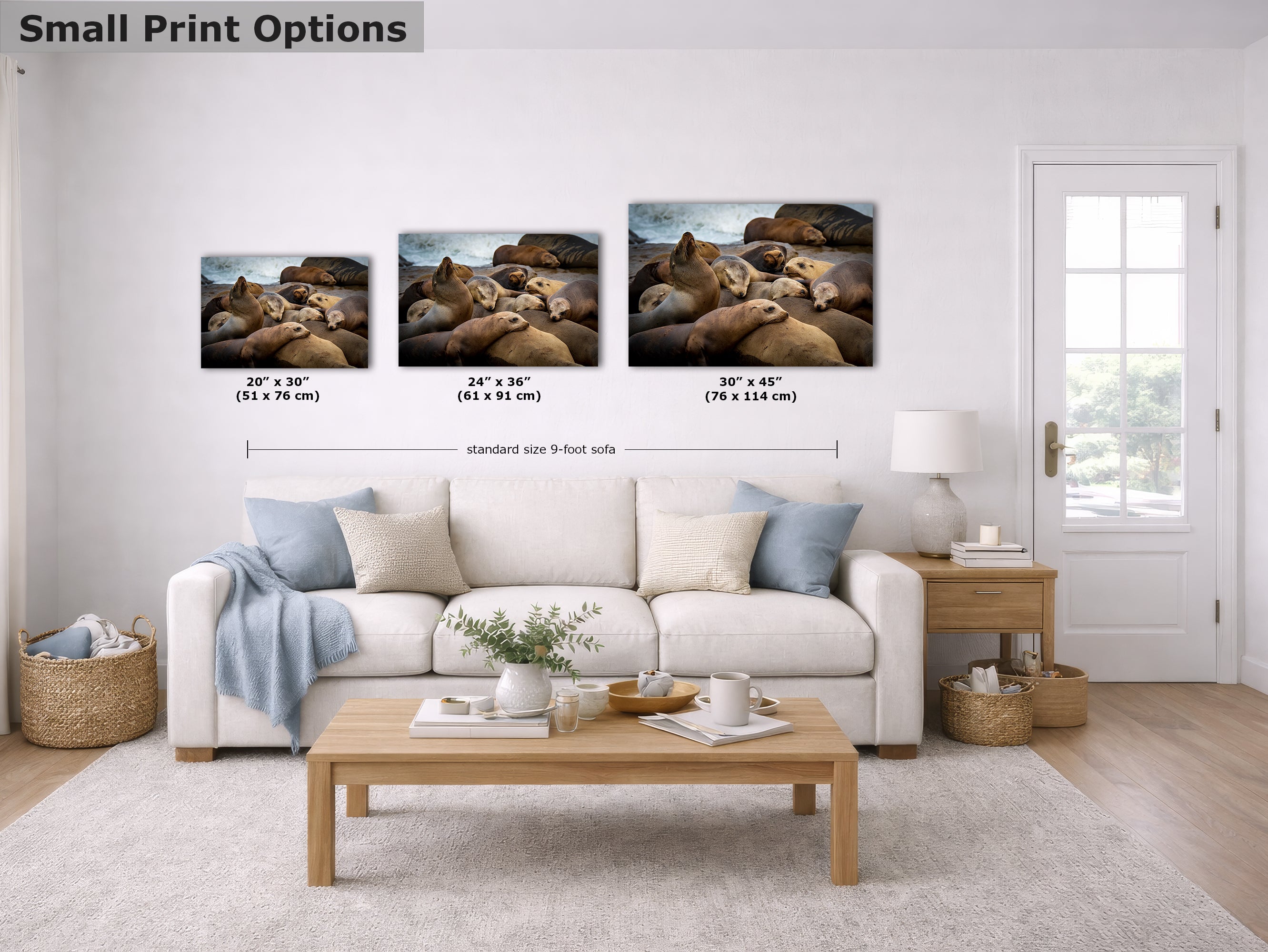 California Sea Lion Marine Mammal Wildlife Photography, Ocean Animals Wall Art, Nature Lover Gift, Marine Biology Artwork