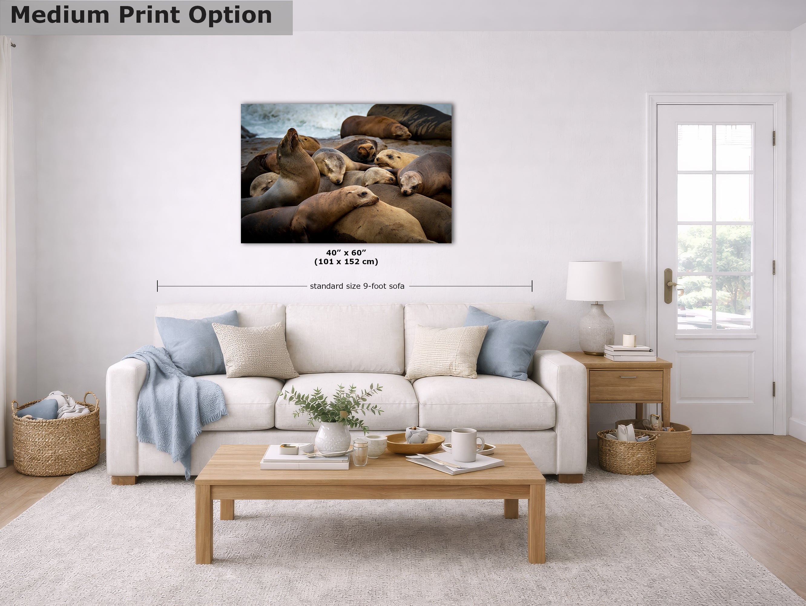 California Sea Lion Marine Mammal Wildlife Photography, Ocean Animals Wall Art, Nature Lover Gift, Marine Biology Artwork